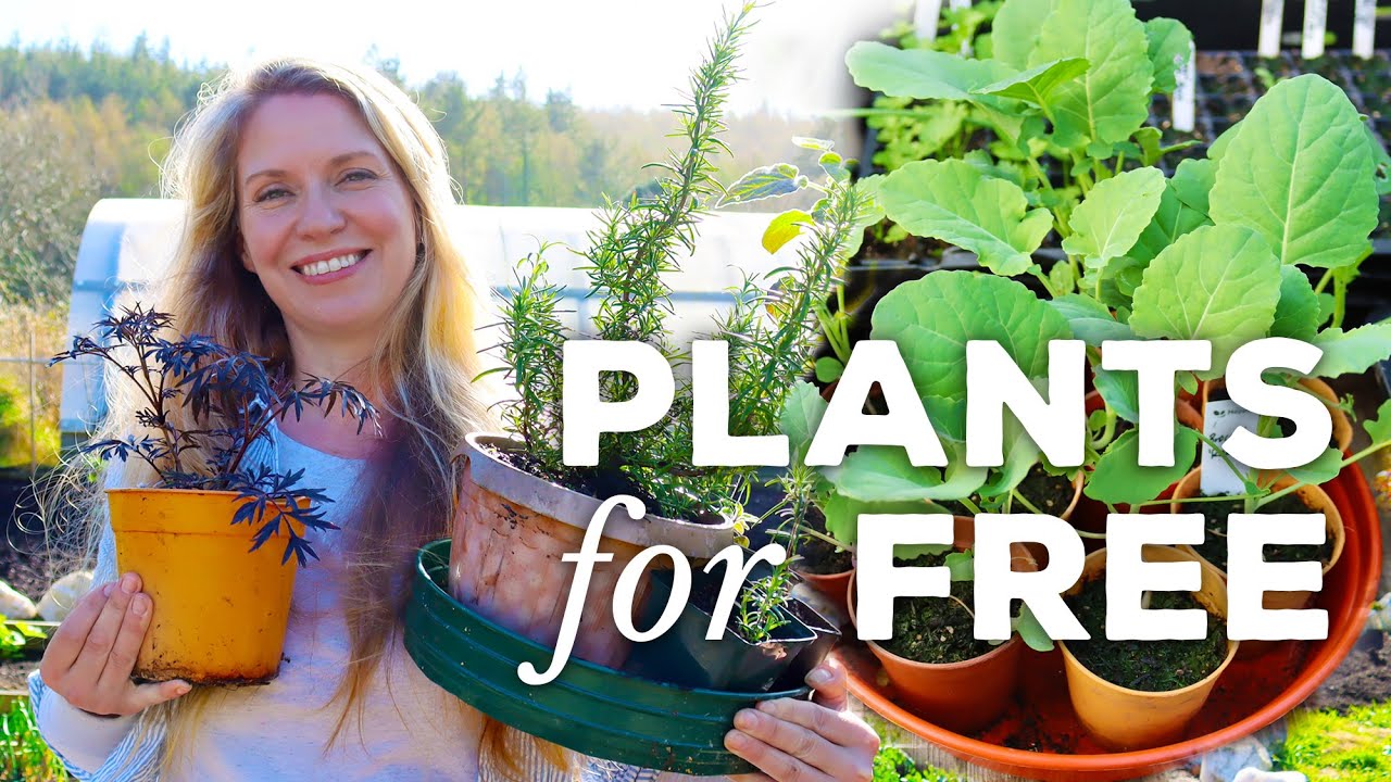 5 Ways to Get Plants for Free (fill your garden on a budget)