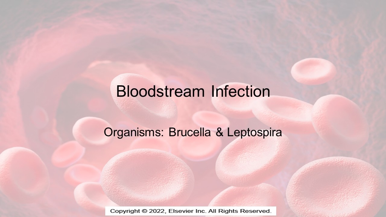 Bloodstream Infections Brucella and Leptospira