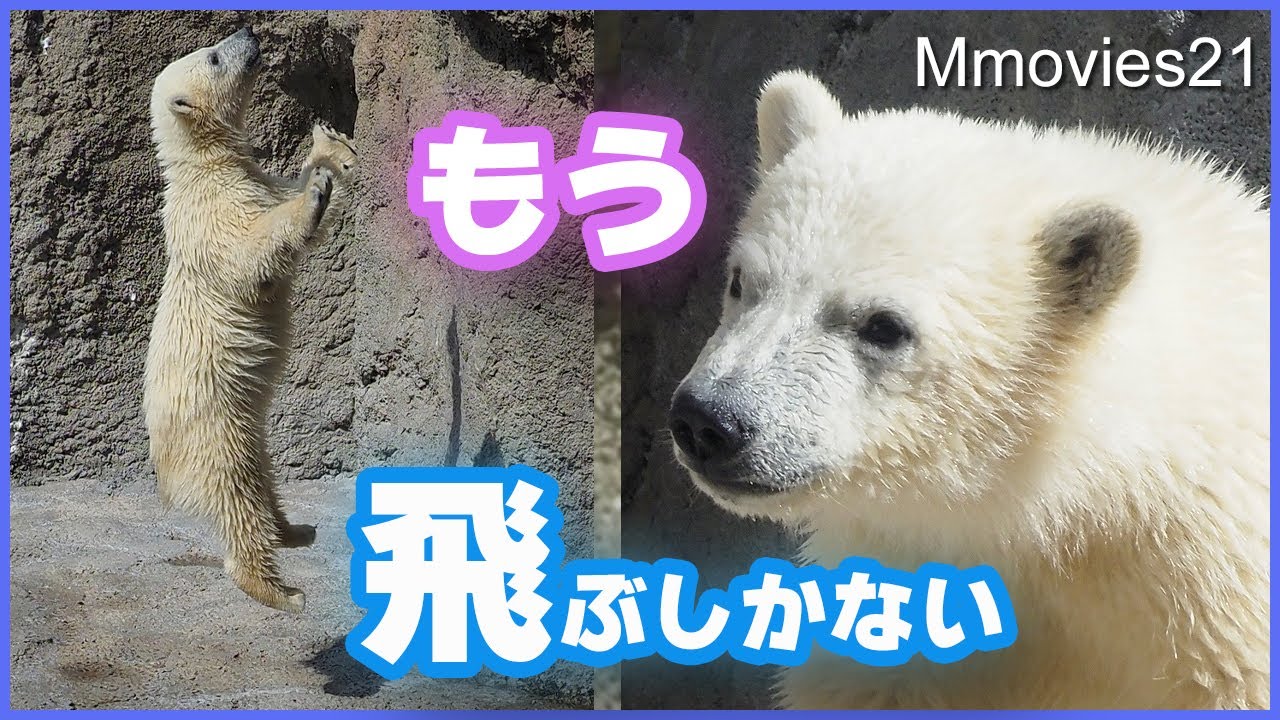【こぐまのゆめ】母ピリカに勝つためには？頑張った結果 ホッキョクグマ親子のおやつタイム(旭山動物園)