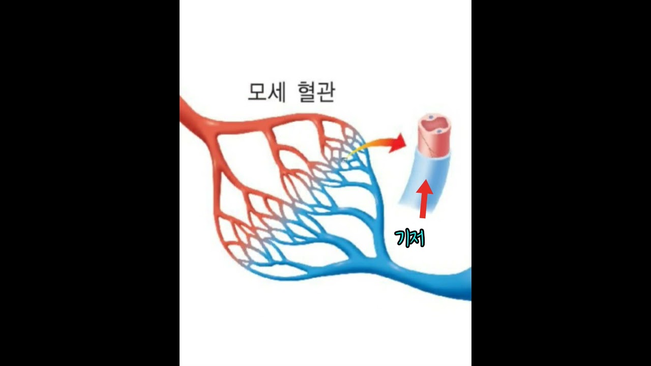 림프란 무엇인가? #림프계기초 #알쓸쏠쏠 #알아두면쓸모있는쏠쏠한운동지식