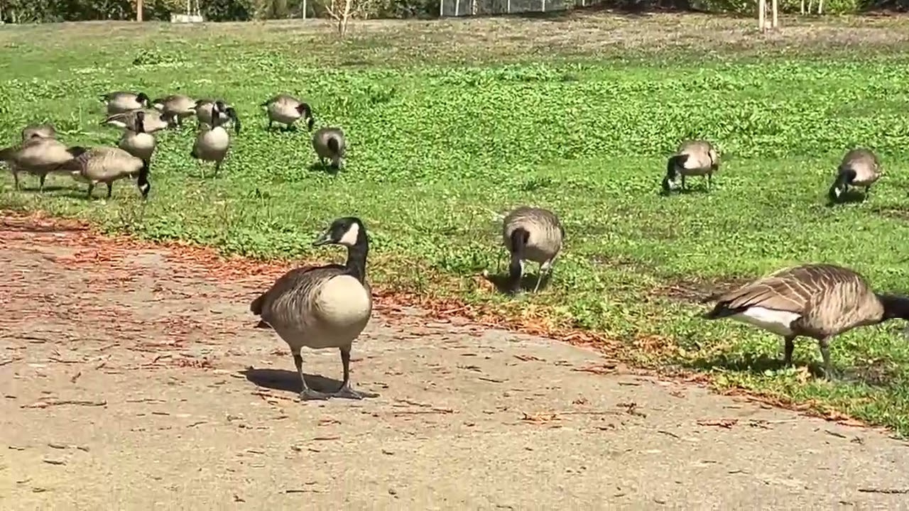 Geese Happy Day