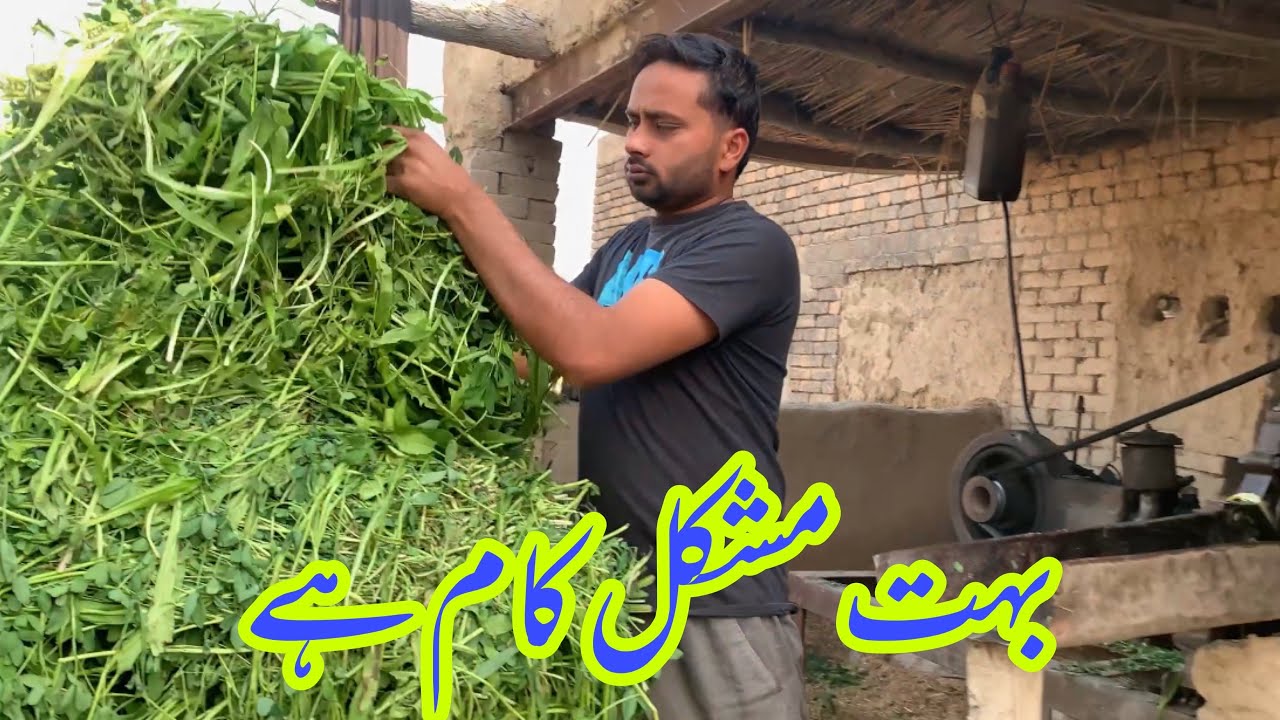 Bhat mushkl ha kam#hamza ghouri vlogs #villagelife 