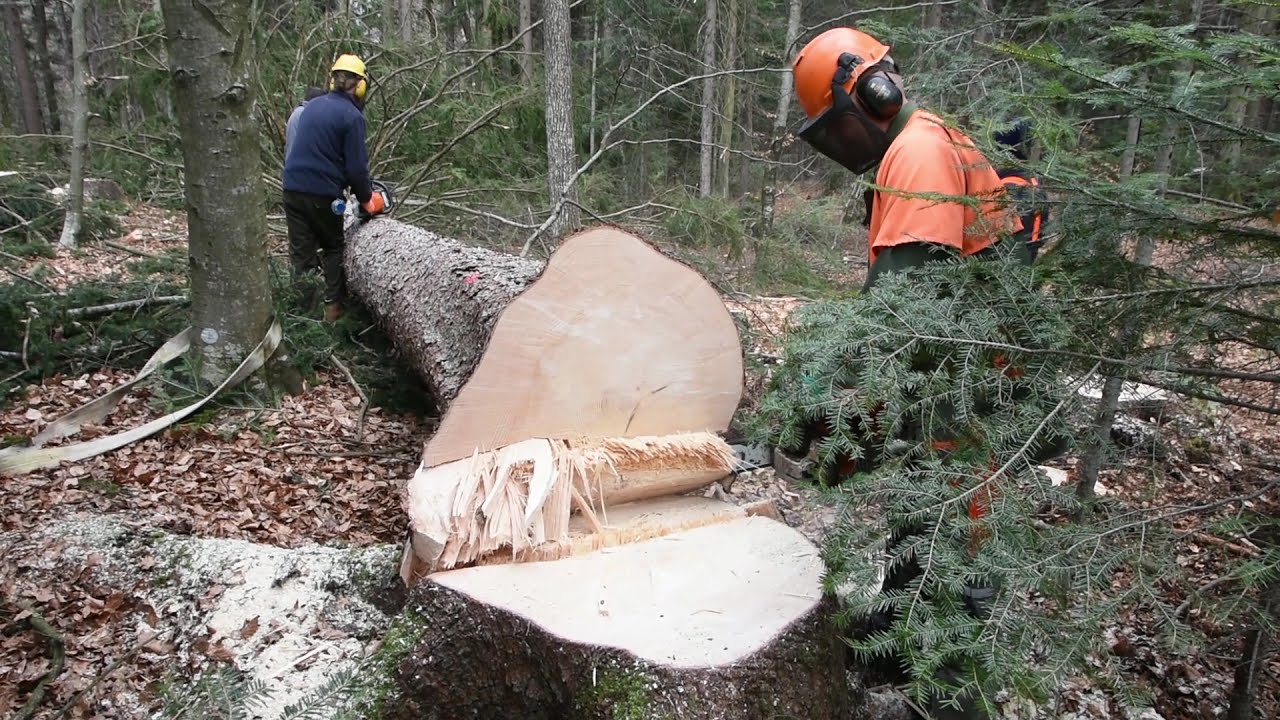 Falling Trees For LOG CABIN- S1 Ep1 / Starting the Biggest Project in My Life