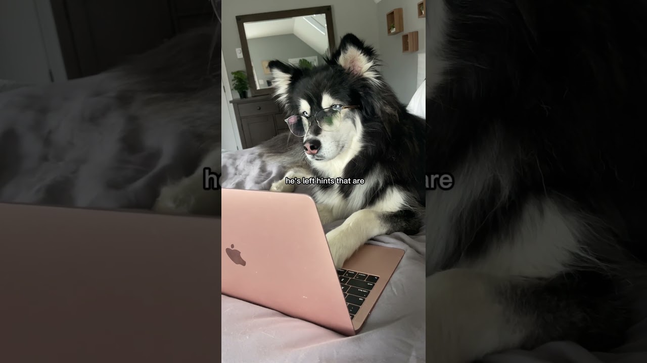 Proof my husky is trying to get rid of me ￼#husky #huskies #dogvideos