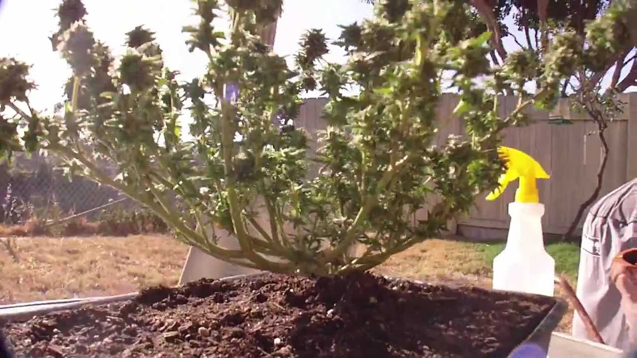 Marijuana Bonsai 2
