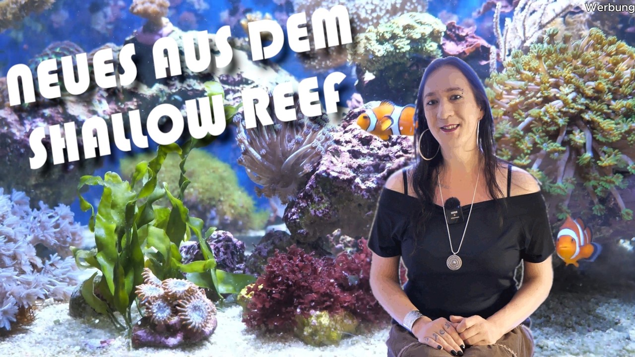 Urlaub ENDE - Shallow Reef (Update) + DOPE für meine Fische! | NordicMoor | [07/2024]