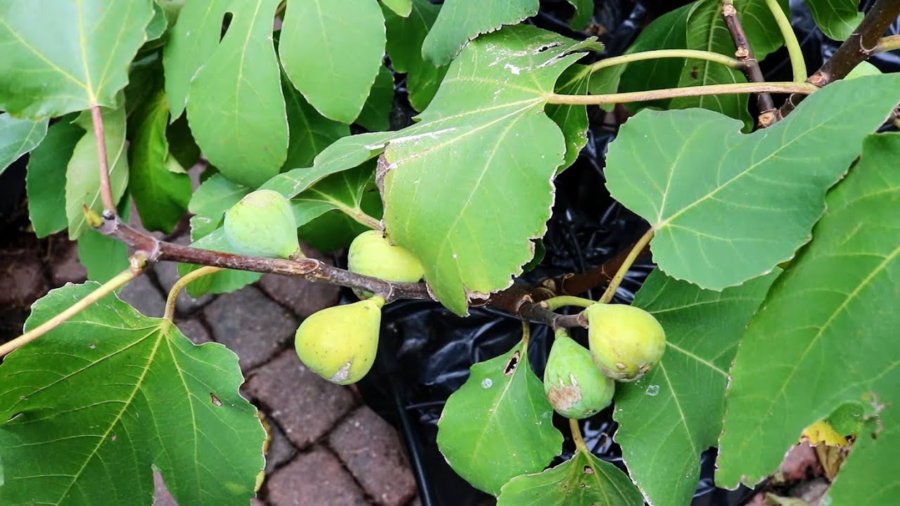 Sucrette -- The French Know Their Figs!