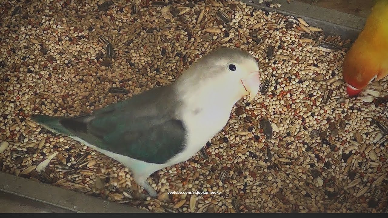 Lovebird House: Mid January 2026