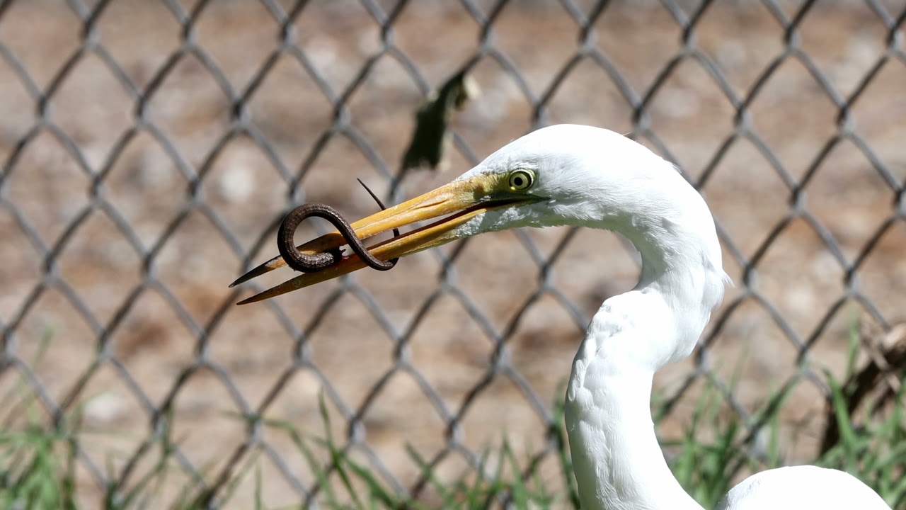 Great Egret catching skink tail
