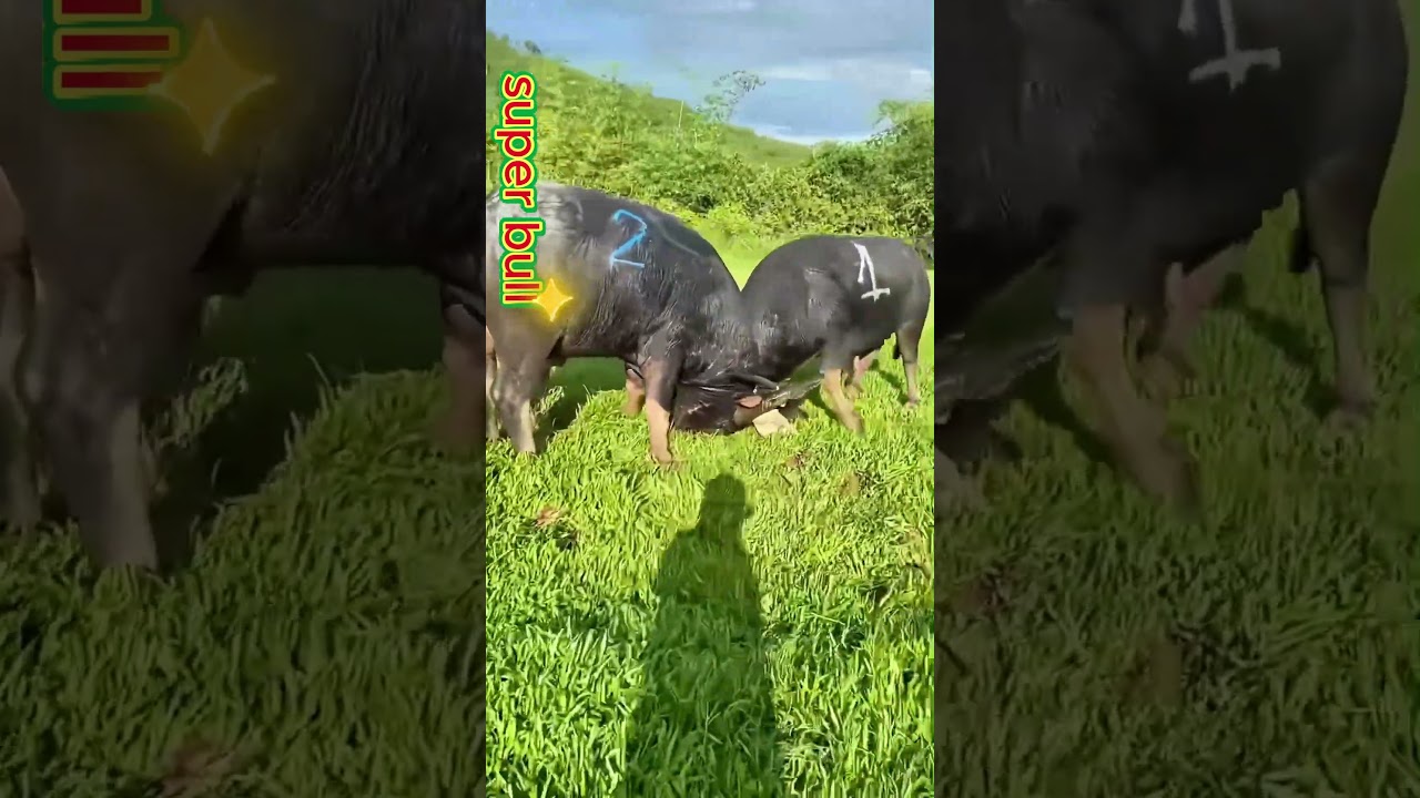 A fierce clash on the green turf! Two massive male buffaloes lock horns, displaying their might!