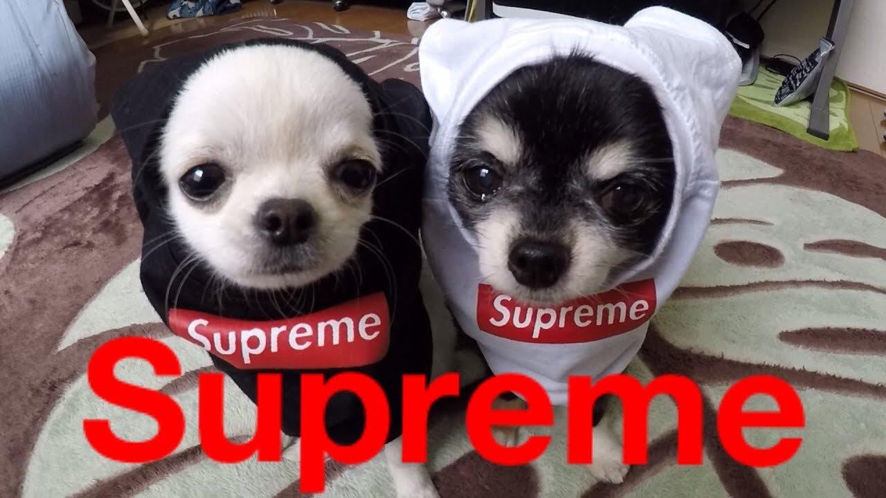 チワワ犬 Supreme服を着てみた！→渋谷で散歩して• • • •