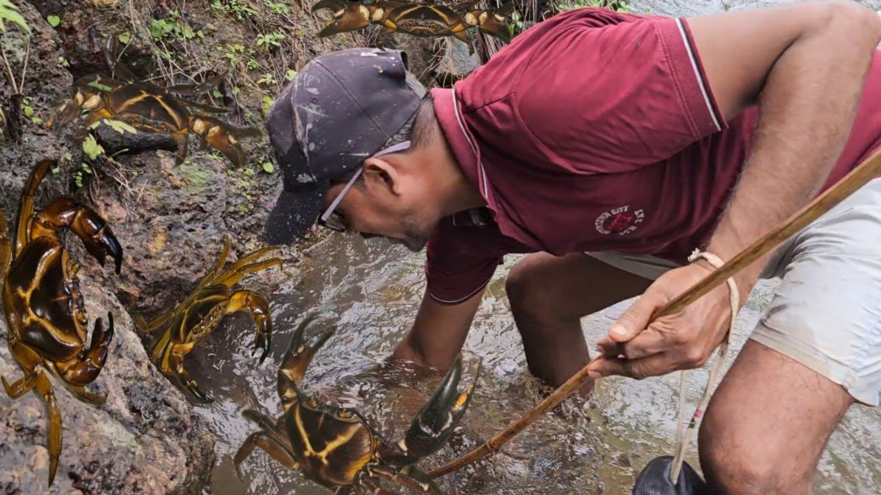 काठीला बेडकी लावून खेकडा पकडण्याची पद्धत / A method of catching crabs by attaching a frog to a stick