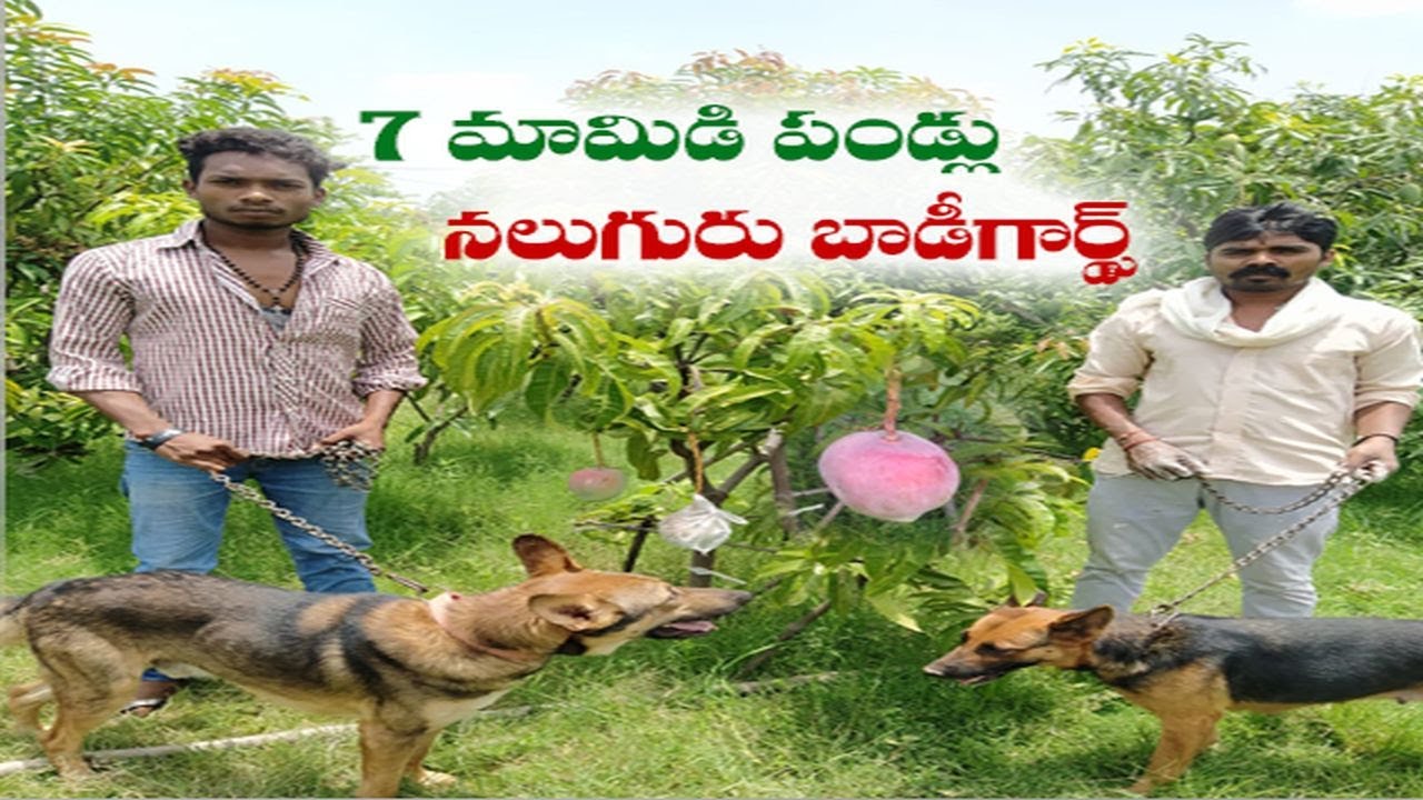 Guards & Dogs Hired To Protect 7 Miyazaki Mangoes | Price Will Blow You Away | Madhya Pradesh
