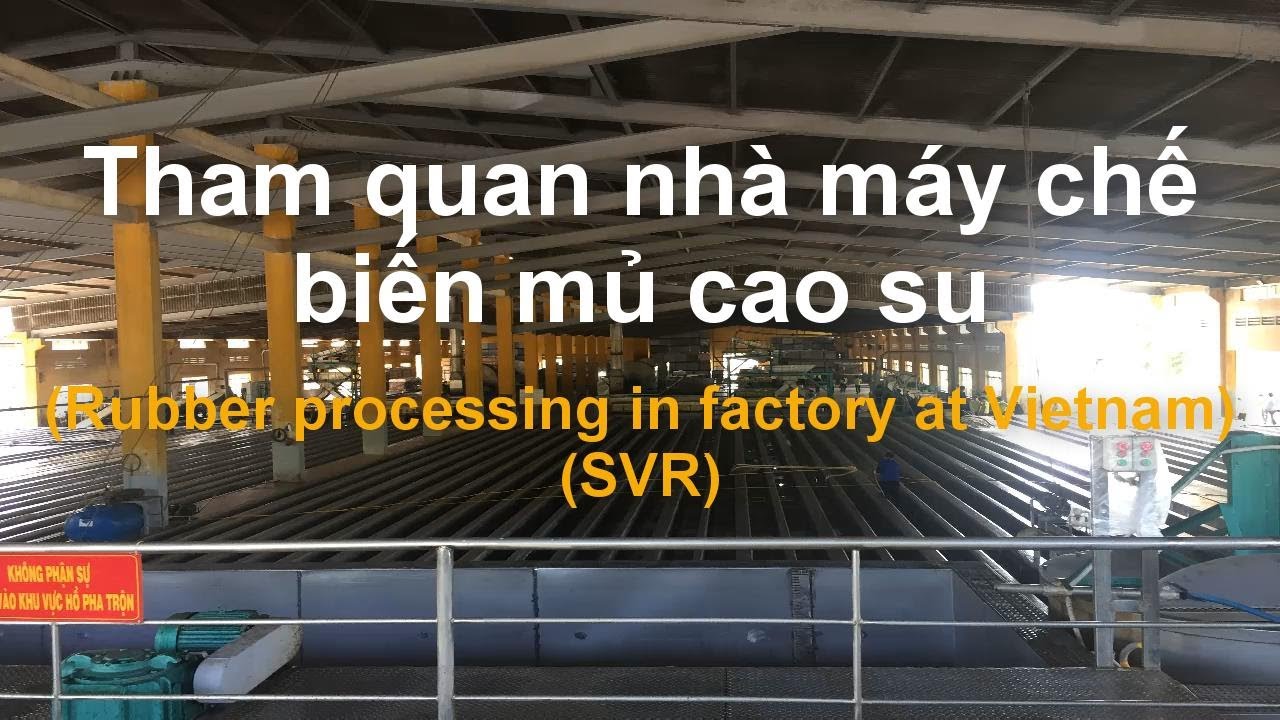 Rubber processing SVR in factory in Vietnam | caycaosu