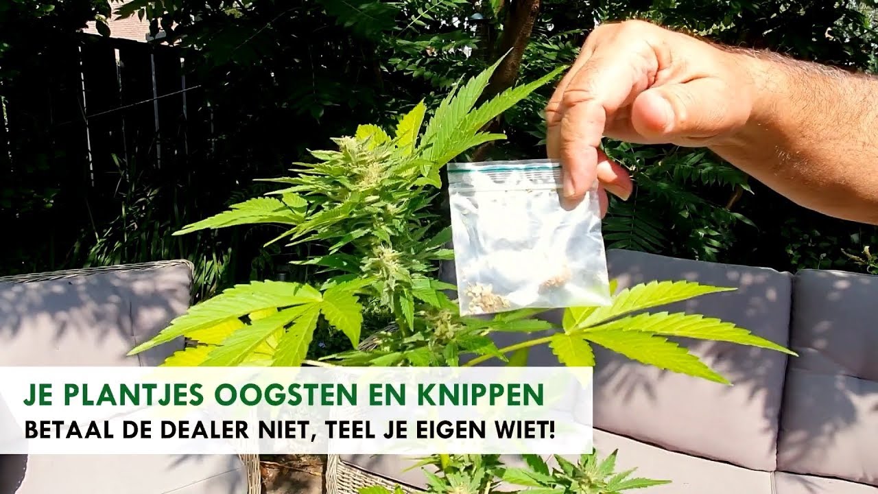 Oogsten en droognetten, Wernard legt het uit