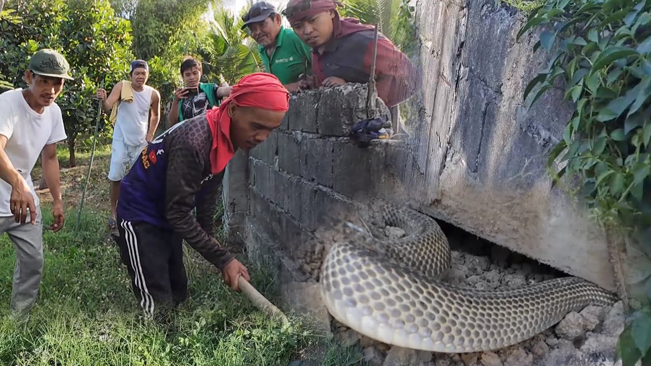 Bodega ng Mayor sa Concepcion, Tarlac kinatakutan dahil sa malaking cobra | JTG Kamandag