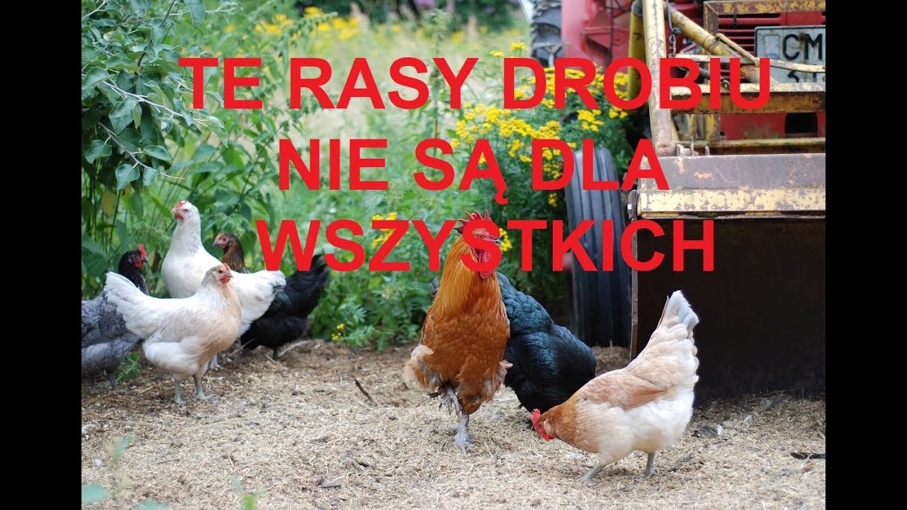 Odcinek 1064 JAKICH RAS KUR NIE POLECAM I DLACZEGO? NAJGORSZE RASY DROBIU DO HODOWLI KUR