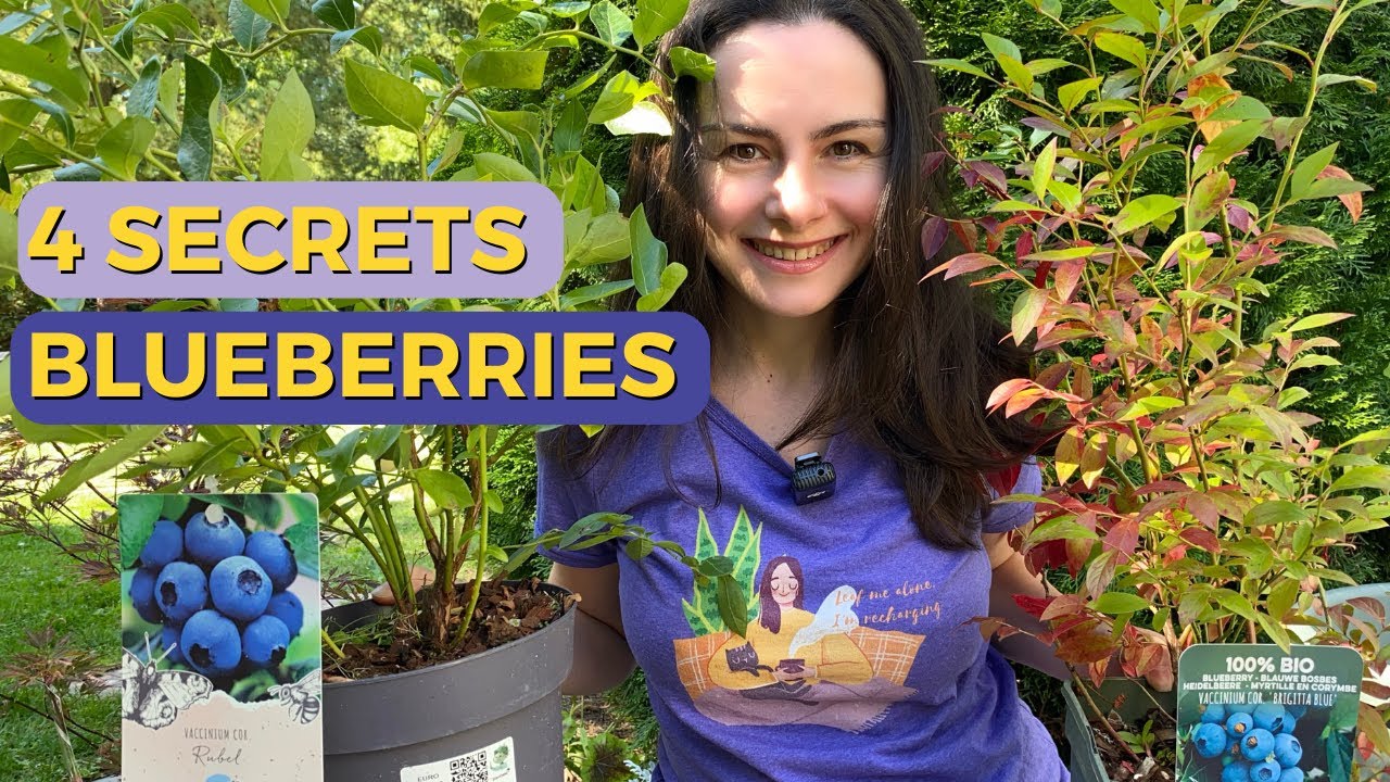 How to Grow Blueberries in a Container