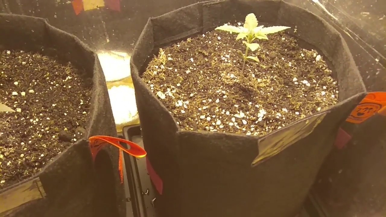Autocultivandote   Seguimiento Tomahawk   Tercera Parte