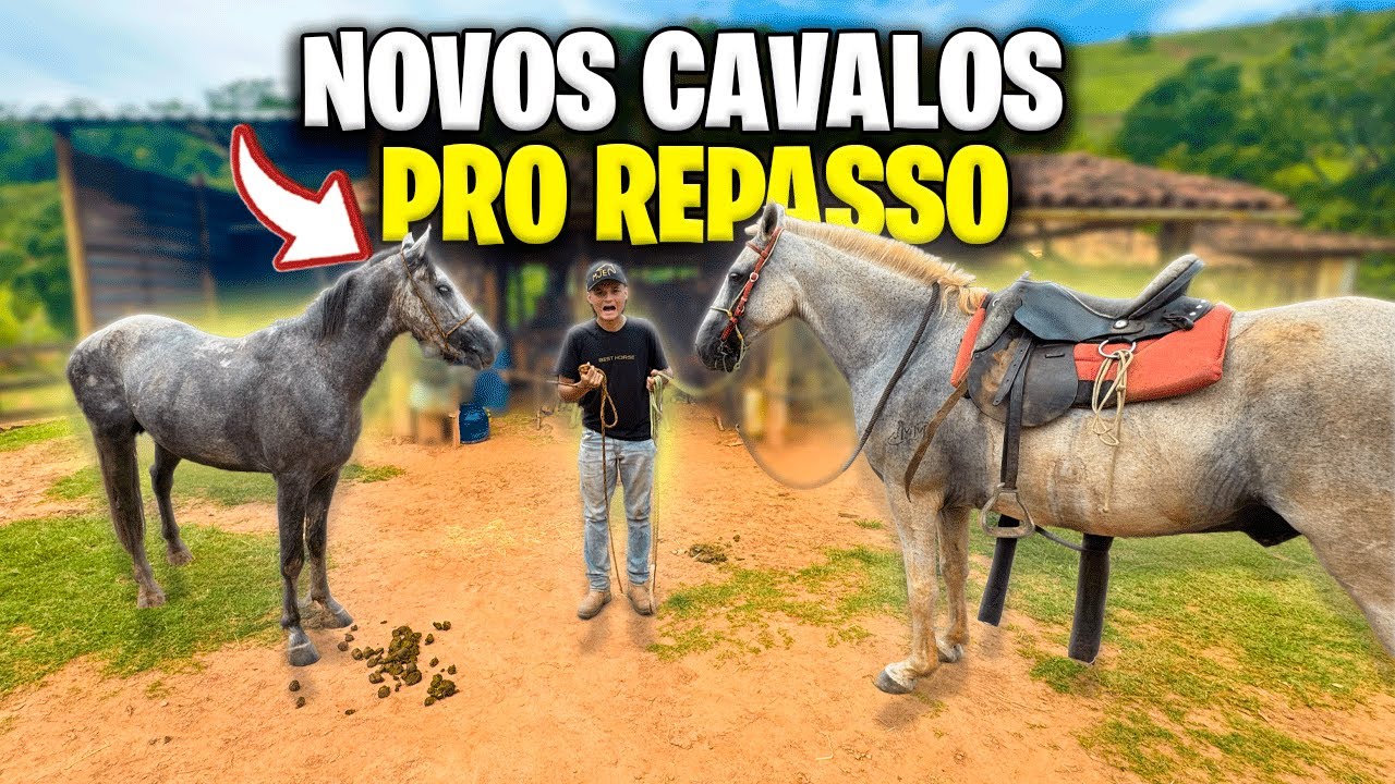 REPASSO a CAVALO na LIDA do GADO COM MEU AMIGO !!