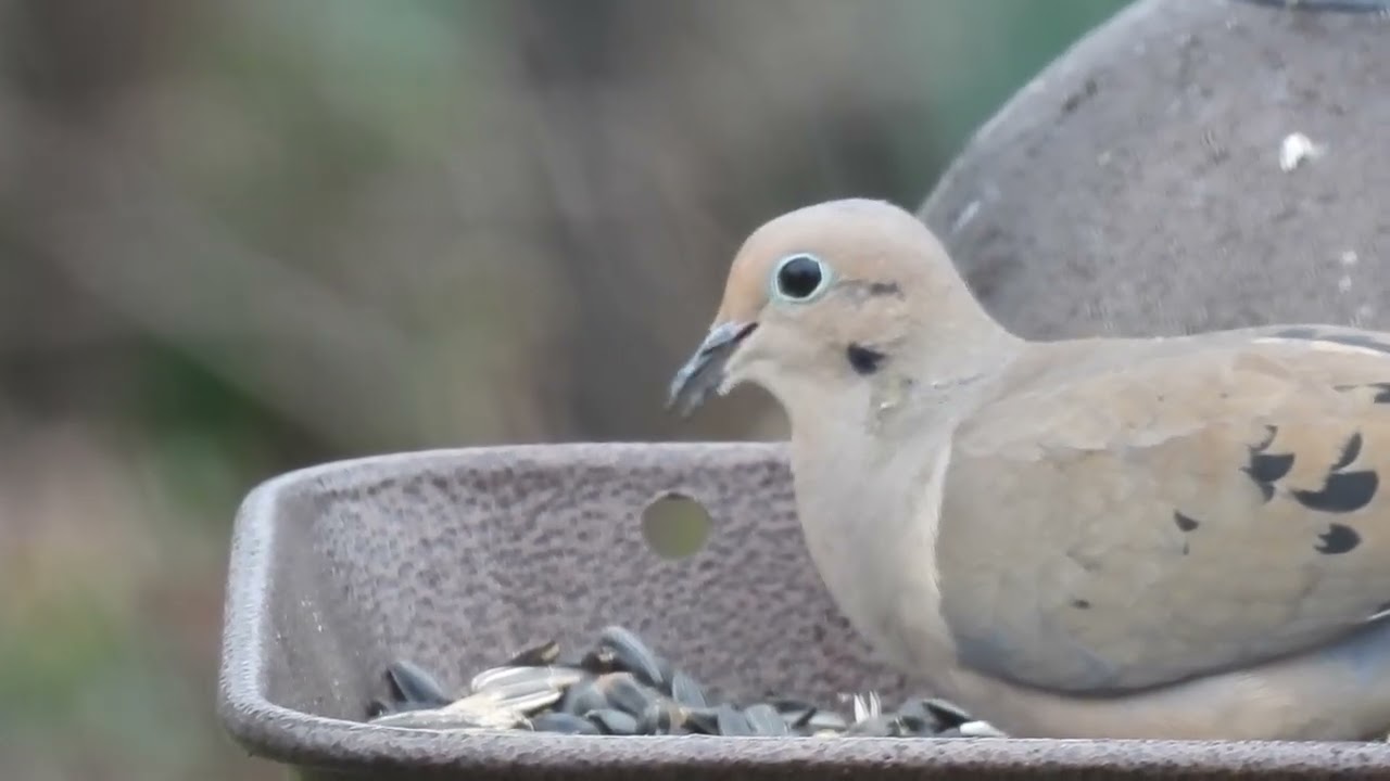  Mourning Dove alert 🚨 ￼