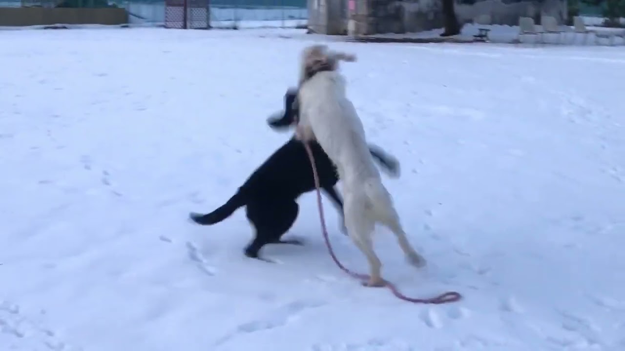 GUNDOG RESCUE CACI 名前はKID君になりました！