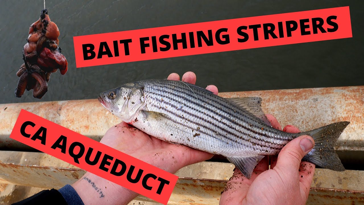 Bait Fishing for Stripers in the CA Aqueduct (Tracy)