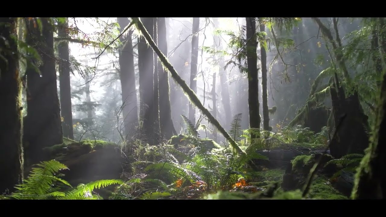 Composition Inspired by Forest Video