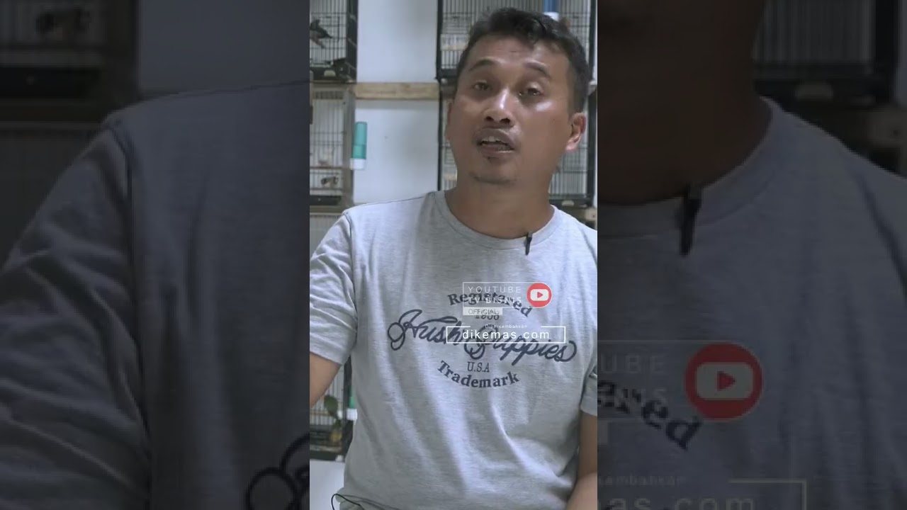 Gak Ribet! Ternak Emprit Itu Sederhana #shorts #empritkaji #finch #ternakfinch #ternakemprit