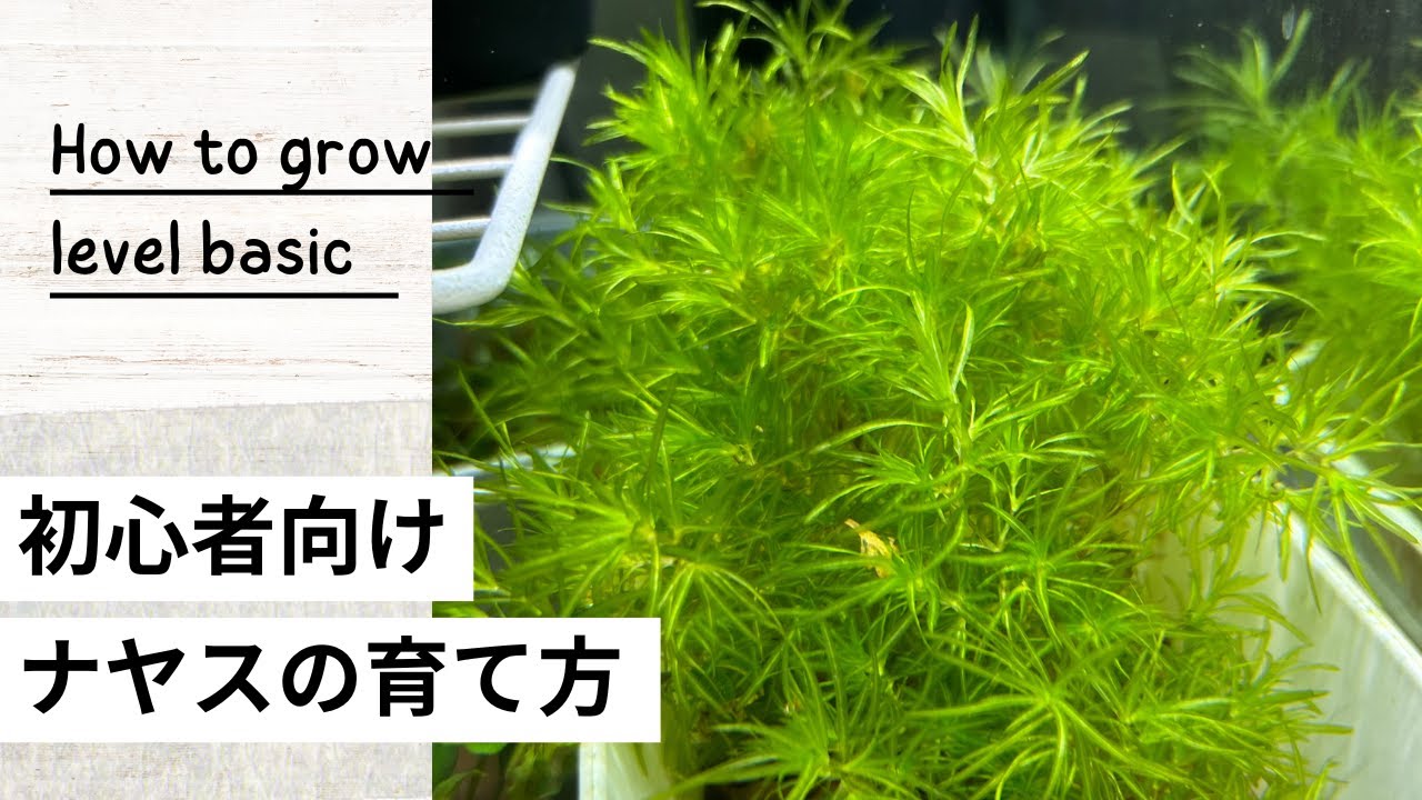ナヤスの育て方と増やし方｜初心者でもきれいに育成する方法・ちぎれ対策