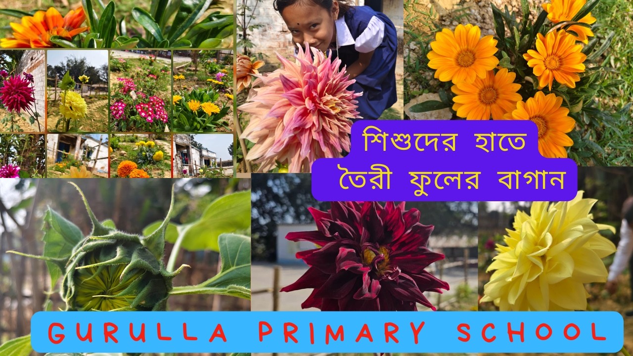 🌼 Beautiful Flower Garden at Gurulla Primary School 🌼| Students Planting Sunflowers & Flowers