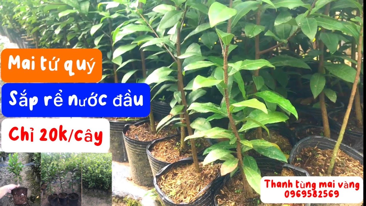 Mai tứ quý sắp rể rất đáng để trồng lâu dài đây cả nhà ơi.moi thông tin liên hê THANH 0969582569