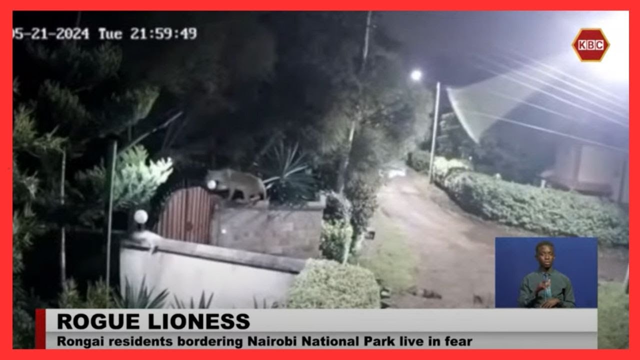 Fear grips those living next to Nairobi National Park as lioness scales a perimeter wall