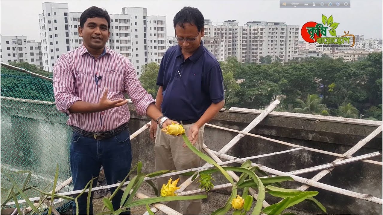 হলুদ ড্রাগন ফল (সারা পৃথিবীতে বিরল) বাংলাদেশে সফল চাষ - Rare yellow dragon fruit