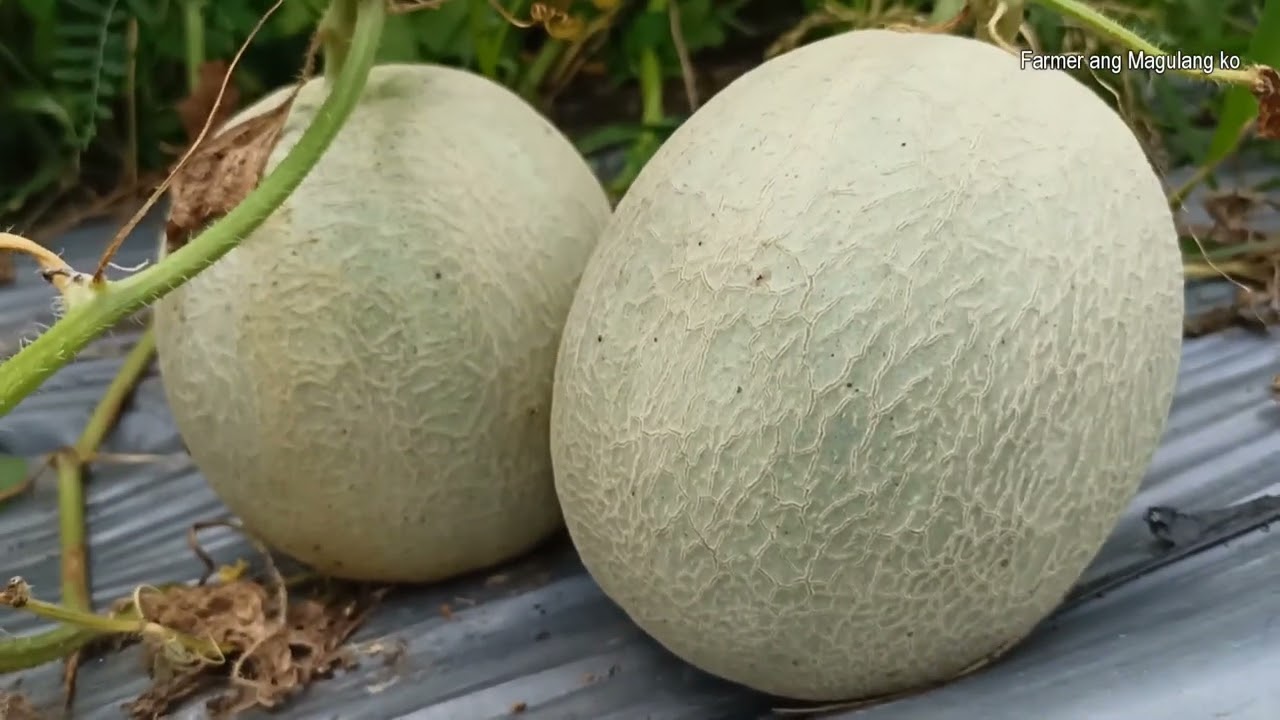 v165: Paano malaman na hinog na at pwede ng harvesin ang Melon?