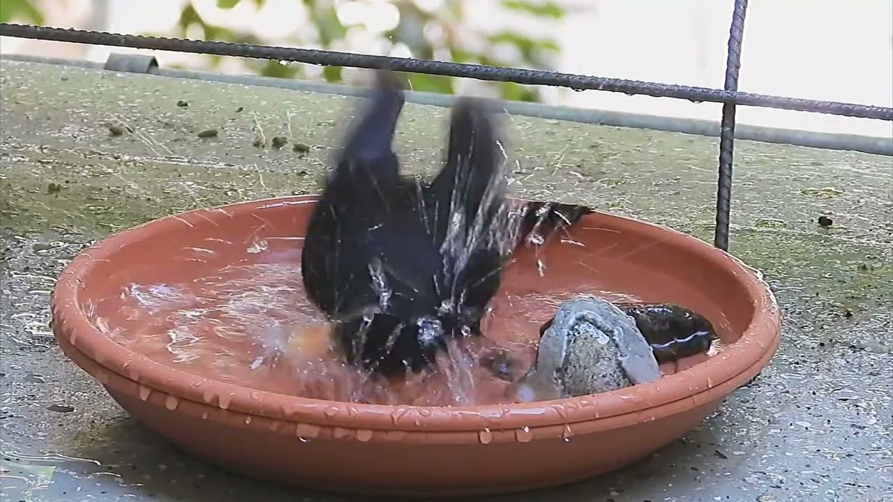 Tagträume🐿️Amselfamilie