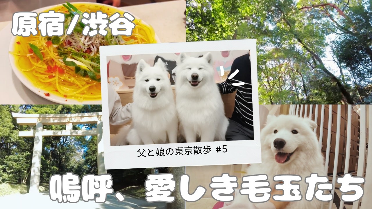 【原宿】明治神宮の静寂からサモエド天国へ。最後は渋谷の行列パスタで絶望。