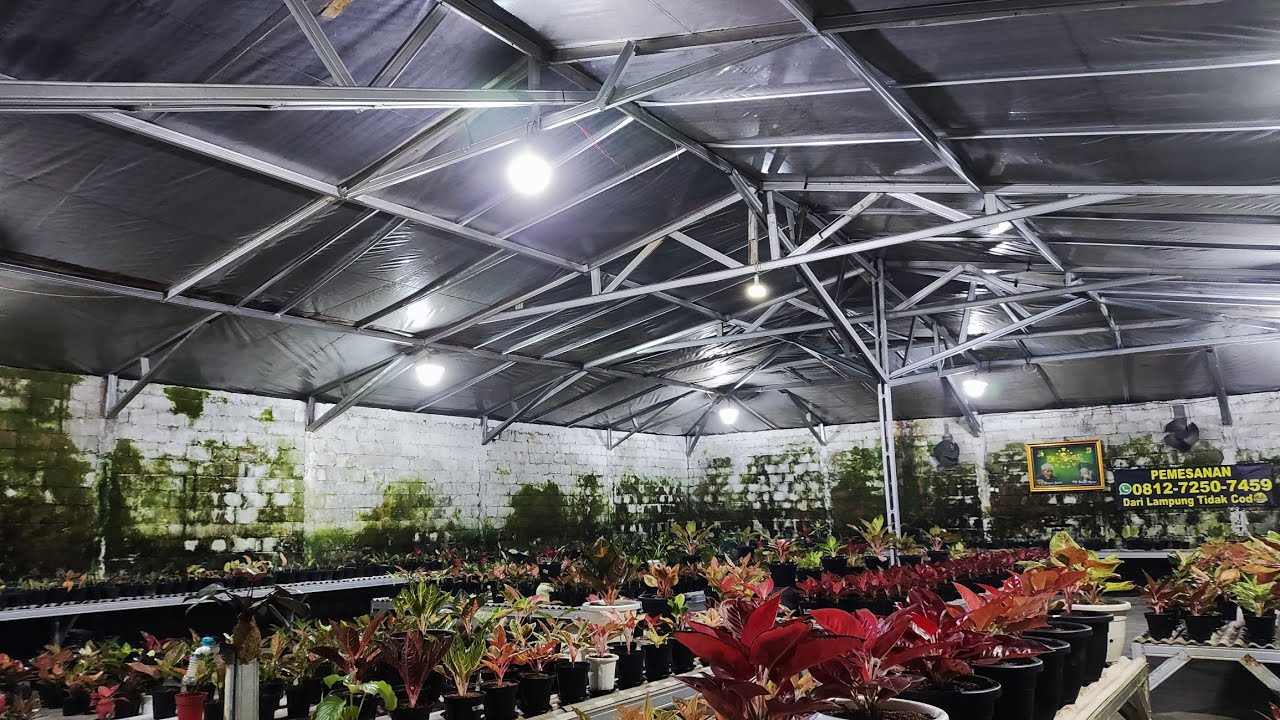 Tanaman Hias aglonema