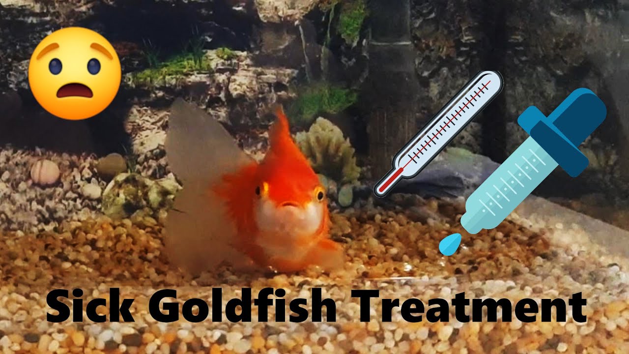 Sick Goldfish, Cause & Treatment