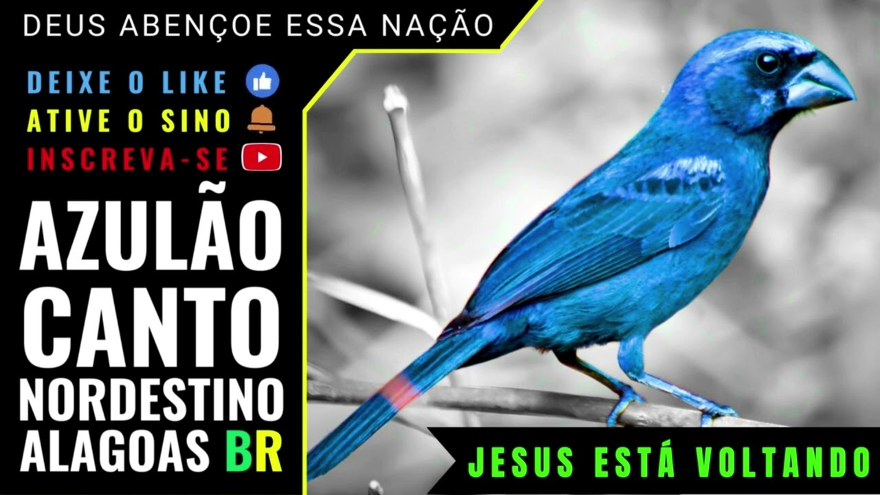 🟢 - AZULÃO, O VERDADEIRO CANTO NORDESTINO - ALAGOAS AL