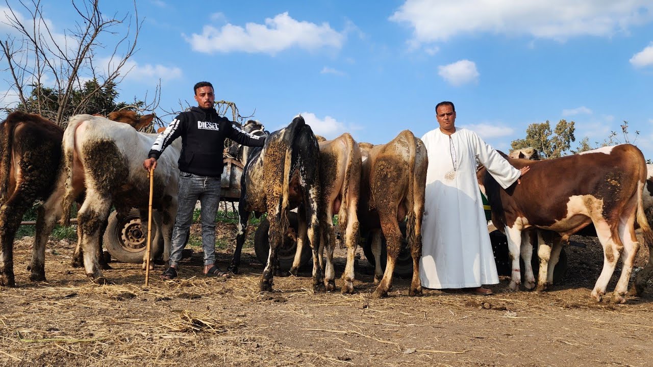 من مزرعه عمار البيوت الأزرق البلجيكي والبرون والسمنتال اللي بيطلع وزن ١٠٠٠ كيلو عجول بتذيد كل ساعة