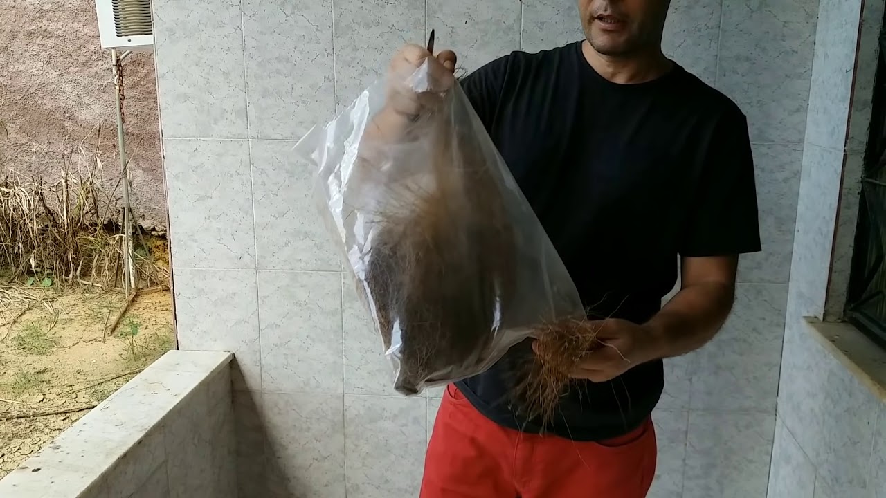 Aprontando a fêmea de curió