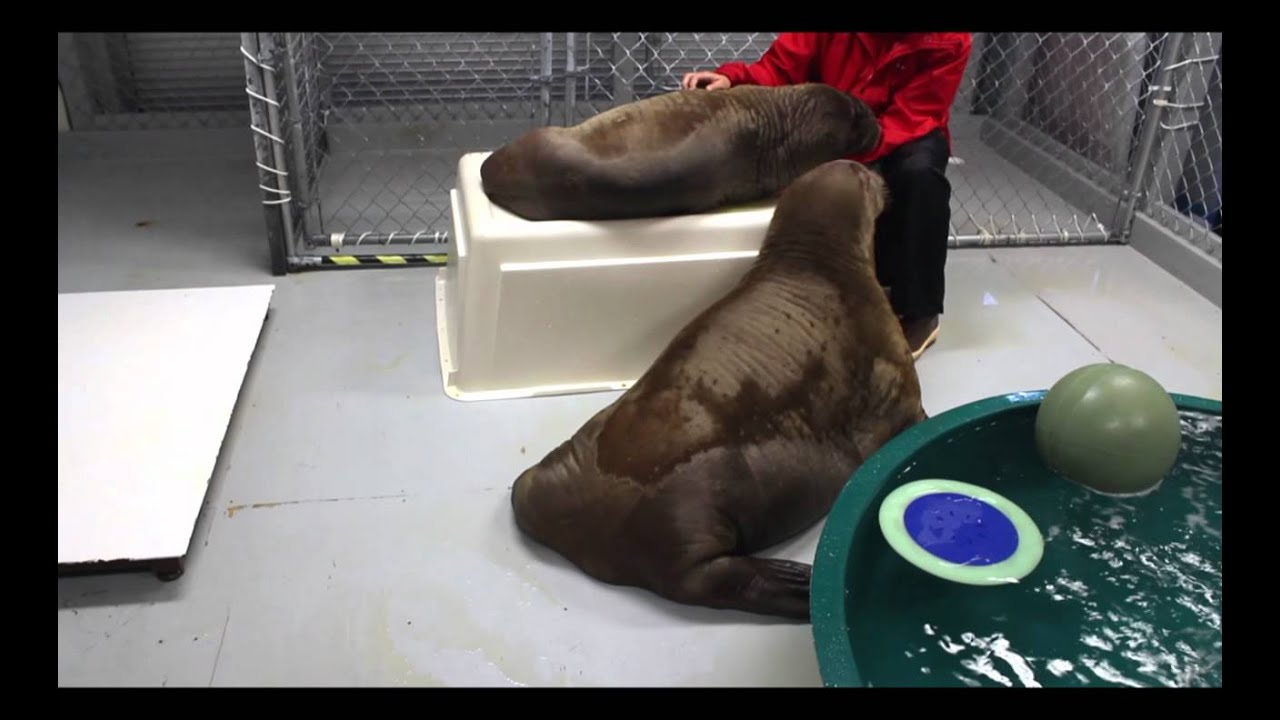 Pakak and Mitik  - Baby Walrus Calves Play