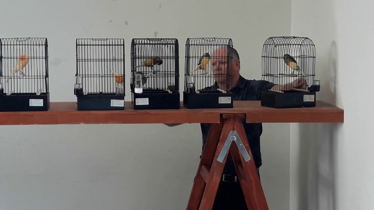 Yorkshire Canary Club of Greece 2018!