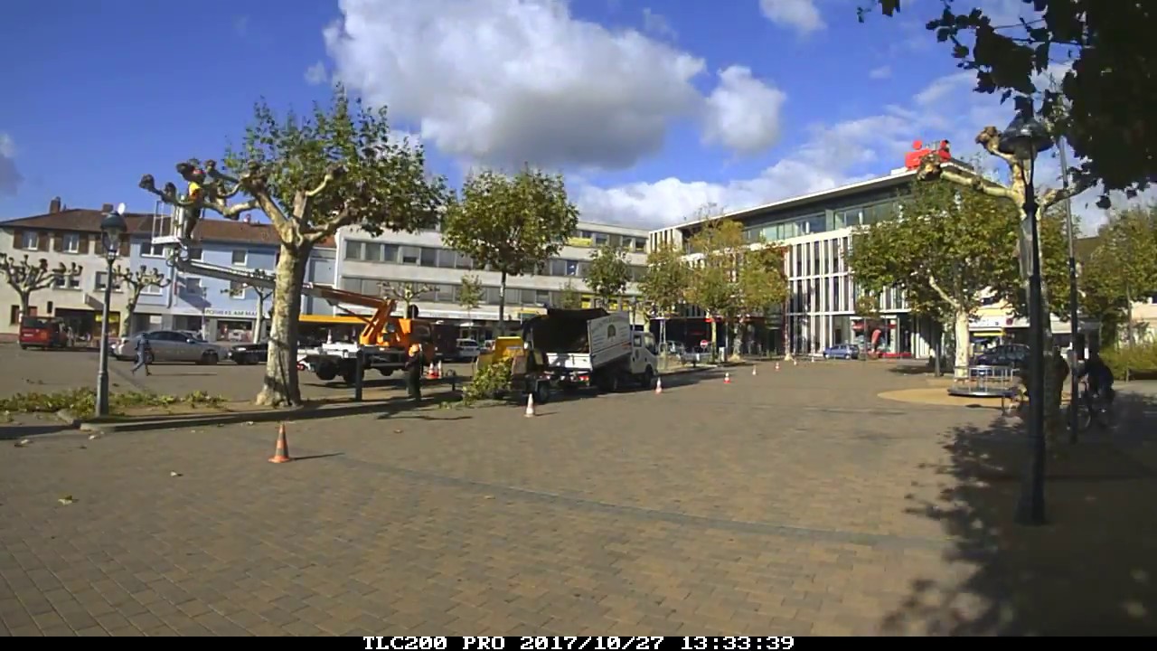 Rückschnitt Platanen Marktplatz Groß - Gerau 27.10.2017