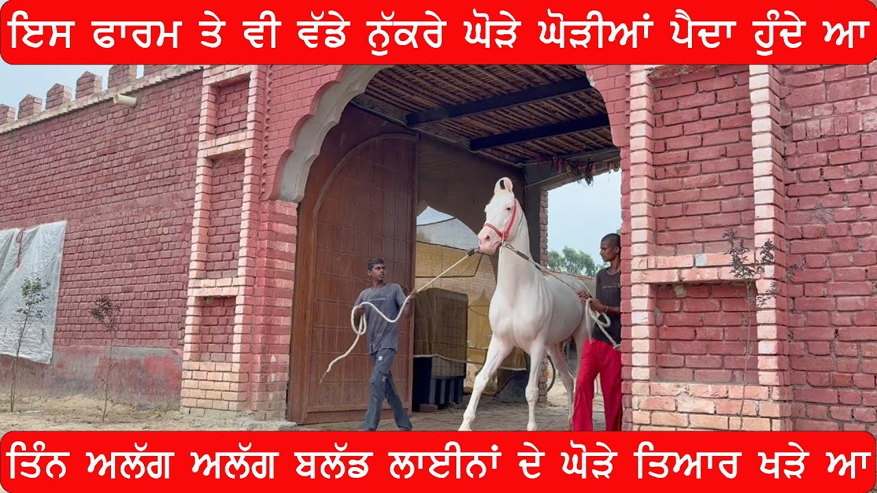 ਆਜੋ ਵੱਡੀ ਕੱਦ ਕਾਠੀ ਵਾਲੇ ਨੁੱਕਰੇ ਘੋੜੇ ਘੋੜੀਆਂ ਦਿਖਾਵਾਂ 