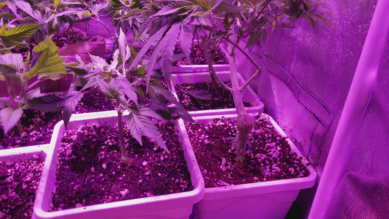 🌱DUCK MARIJUANA GROW 🌱🔥LIT GROWING🔥