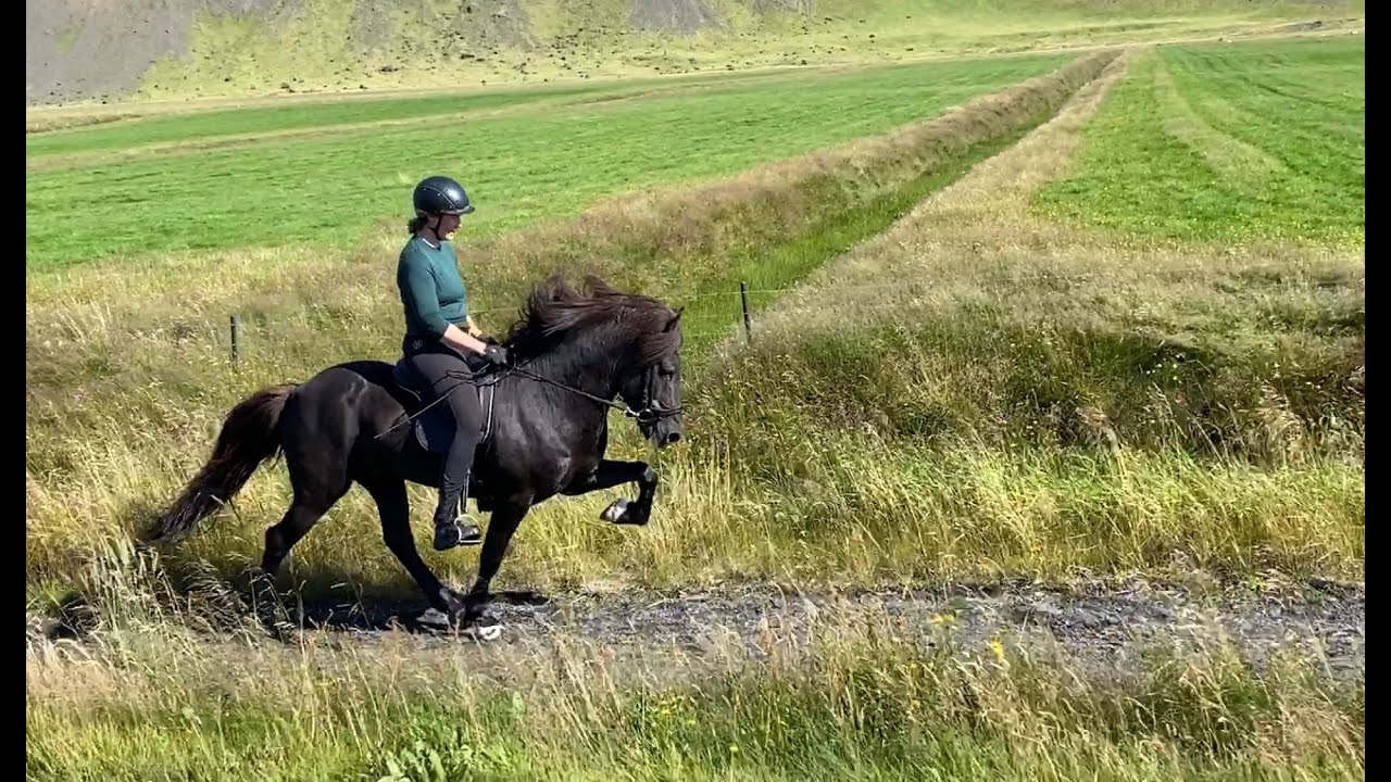 Páfi frá Kjarri 0820
