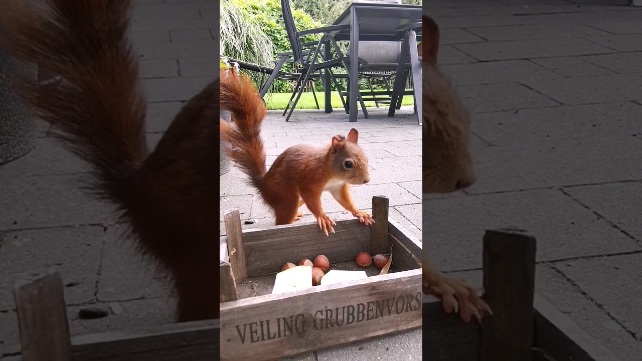 Noch ein Eichhörnchen 