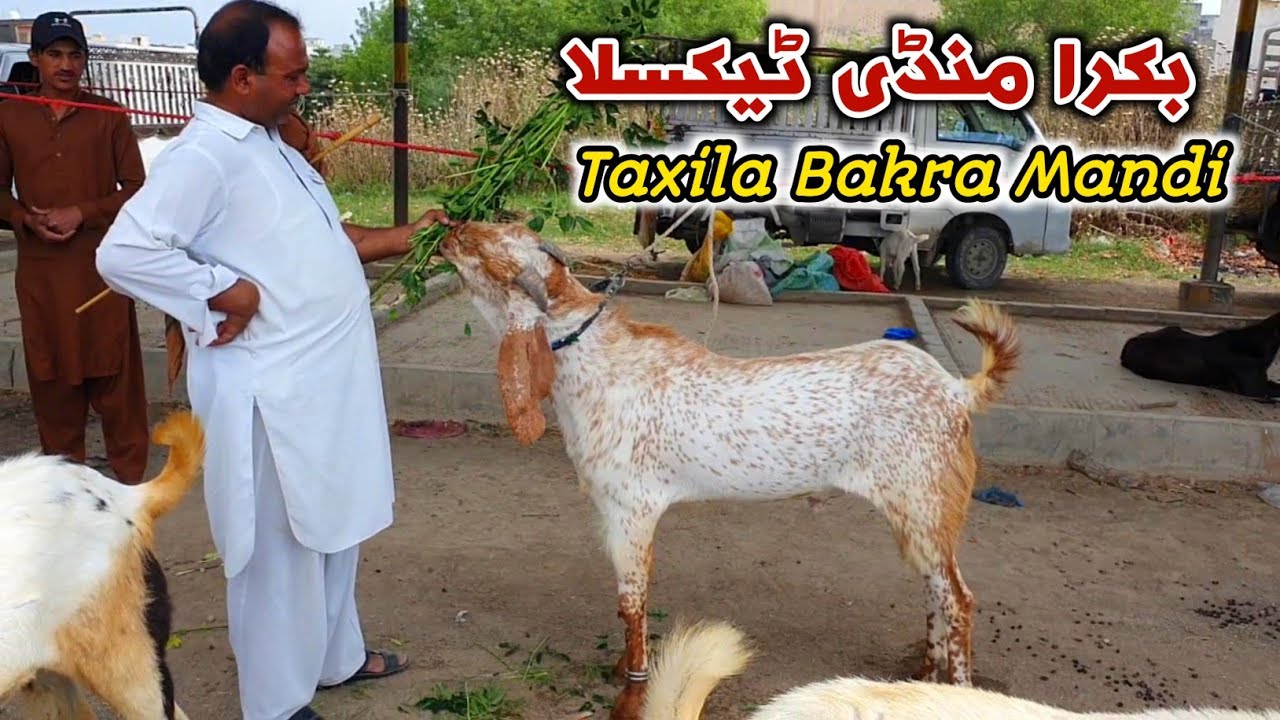 Bakra Mandi Taxila Latest Update 12 May 2023 | Bakra Eid 2023